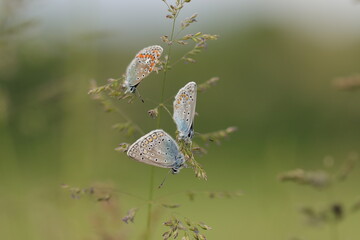 tre farfalle al tramonto