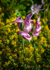 Pink tulips at the end of their blooms against a backdrop of yellow flowers in the garden.