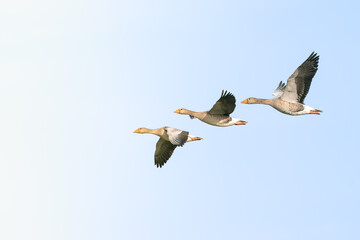 ducks in flight
