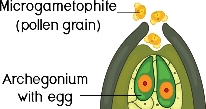 Pollination in spruce. Female and male gametophytes