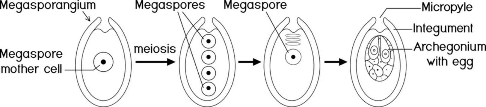 Coloring page with formation of the female gametophyte in spruce. Sexual process in spruce from the microspore mother cell to the female gametophyte with two archegonia.