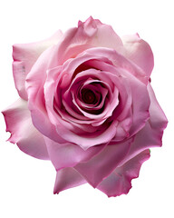 Classic pink rose fully bloomed with balanced symmetry and clean edges, stock-friendly floral element, isolated on white background. 