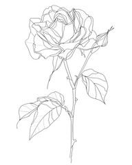 Delicate rose outline drawn with single continuous line, elegant minimalist art, isolated on white background. 