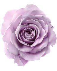 Dusty lavender rose bloom with gentle gradient tones and natural petal layering, premium floral cutout, isolated on white background. 