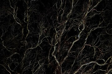 Dark silhouette of leafless tree branches against a black background. Abstract night nature texture with tangled lines, dramatic mood, mystery and organic patterns. Concept of winter