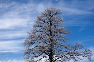 Tall leafless tree covered with frost against a bright blue sky with light clouds. Winter nature landscape showing frozen branches, cold weather . Clean natural background with copy space.
