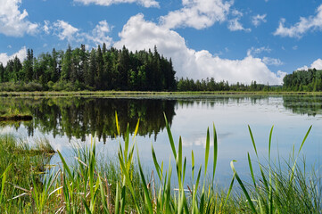 Summer lake in an Alberta wetland.