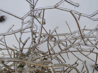 Dramatic Freezing Rain Effect on Thin Branches in Winter Forest