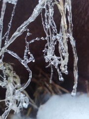 Fragile Ice Formations on Dried Plants Close Up