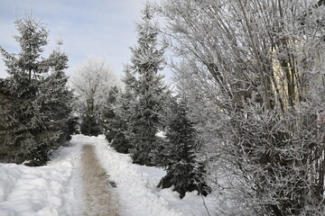 Hoar frost on trees in winter in Warmia, Poland