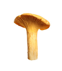 Fresh wild chanterelle mushroom isolated on white