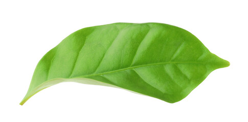 Fototapeta premium One green cocoa leaf isolated on white