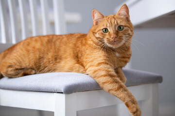 Cute ginger cat with green eyes lying on grey chair at home with white interior. Domestic orange stripe cat for advertising of healthy happy pets life. Adorable animals.