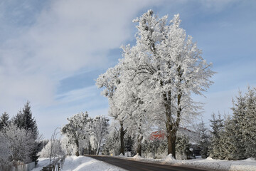 Hoar frost on trees in winter in Warmia, Poland