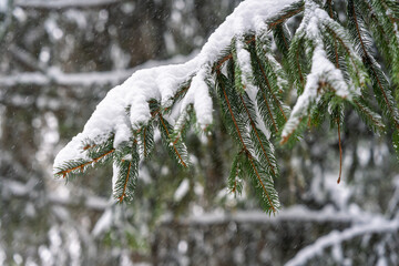 Close-up view of a green spruce branch heavily covered with thick white snow during active snowfall in a forest