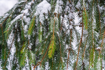 Christmas holiday background: fresh snow covering a coniferous tree branch with bokeh light effects in a cold winter forest