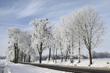 Hoar frost on trees in winter in Warmia, Poland
