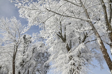 Hoar frost on trees in winter in Warmia, Poland