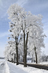 Hoar frost on trees in winter in Warmia, Poland