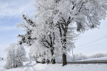Hoar frost on trees in winter in Warmia, Poland