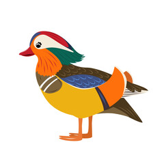 Cartoon mandarin duck bird isolated. Cute childrens animal illustration on the white background. Colorful Asian waterfowl for wildlife, nature and educational design.