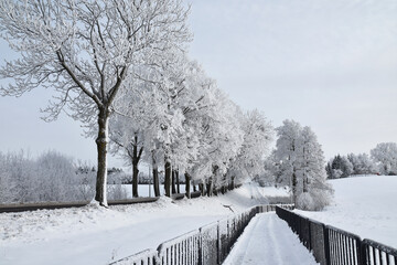 Hoar frost on trees in winter in Warmia, Poland
