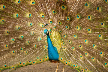 Obraz premium Peacock, details of a magnificent peacock and its colors in a garden in Brazil, selective focus.