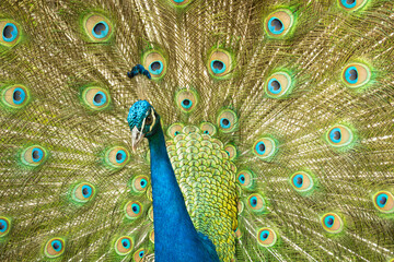 Obraz premium Peacock, details of a magnificent peacock and its colors in a garden in Brazil, selective focus.