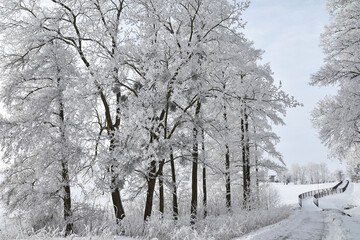Hoar frost on trees in winter in Warmia, Poland