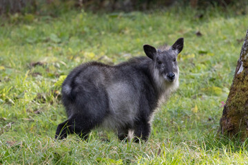 野生の日本カモシカ © cat_smile