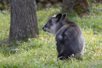 野生の日本カモシカ © cat_smile