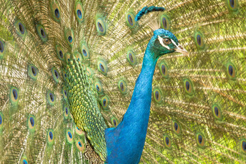 Obraz premium Peacock, details of a magnificent peacock and its colors in a garden in Brazil, selective focus.