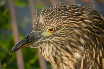 Fototapeta premium Black-crowned Night Heron (Nycticorax), details of a magnificent Black-crowned Night Heron and its colors in a lake in Brazil, selective focus.