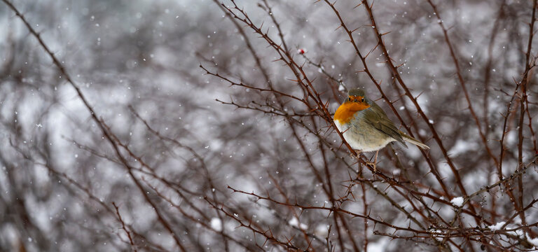 Close up of European robin bird perched on bare branch during snowy winter in Europe - Powered by Adobe