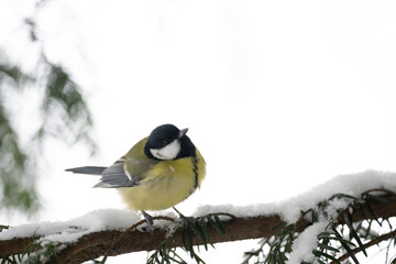 Naklejka premium small european bird perched on a snowy pine branch in winter close up outdoors