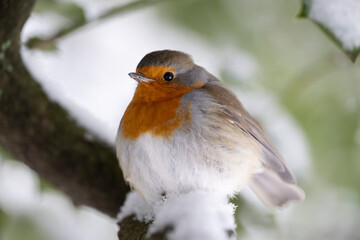 Close up of European robin bird perched on snow-covered branch during winter in Europe