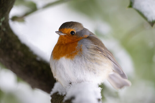 Close up of European robin bird perched on snow-covered branch during winter in Europe - Powered by Adobe
