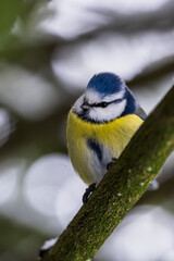 Fototapeta premium Close up of blue tit bird with yellow and blue feathers perched on mossy branch in winter forest Europe