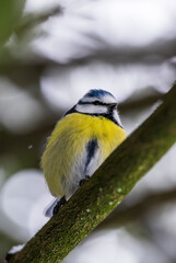 Fototapeta premium small blue tit bird perched on mossy branch in a european winter outdoor setting