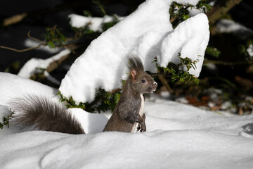 Close up of a squirrel standing on snow in a winter forest in Europe with natural light