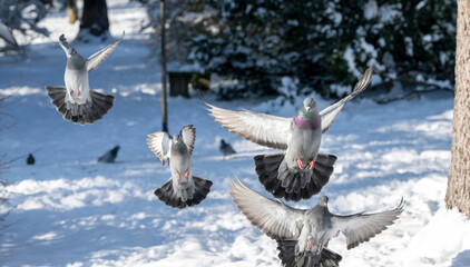Pigeons flying actively over a snowy winter landscape in Europe with trees and bright daylight