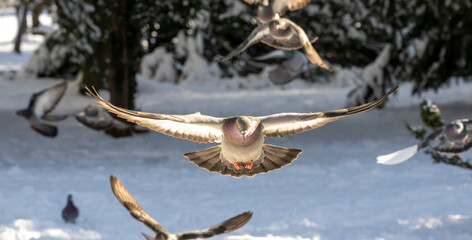 Obraz premium Close up detailed view of pigeons flying over snow-covered ground in European winter setting