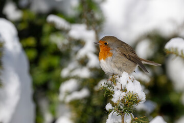 Close up of a European robin perched on a snow covered branch in a European winter forest
