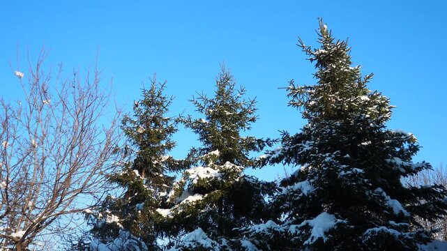 Snow-covered Fir Spruce trees against blue sky. Consequences of Winter storm in Serbia. Meteorological condition. Climate change. Weather forecast. Solar anticyclone. Coniferous forest. Christmas tree
