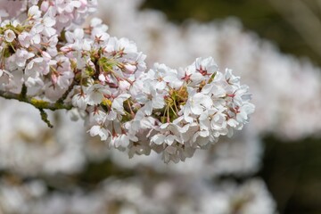 Obraz premium Close up of white cherry blossom in bloom