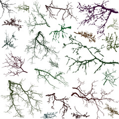 Obraz premium Natural Colored Tree Branches on White Background