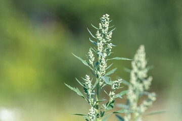Close up of a fat hen (chenopodium album) plant