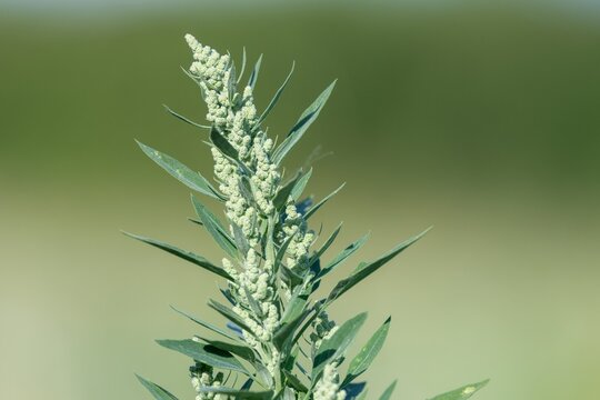 Close up of a fat hen (chenopodium album) plant