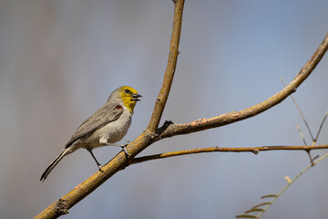 Fototapeta premium A Verdin (Auriparus flaviceps) in a desert shrub near Tucson, Arizona, USA.