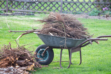 Garden wheelbarrow full of branches on green lawn after spring clean up